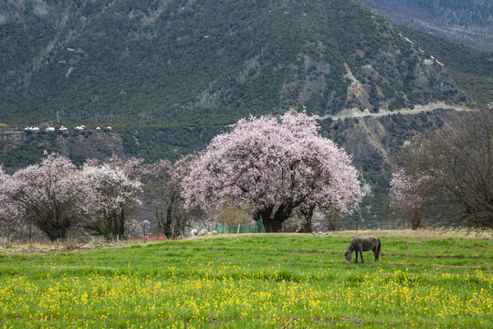 野桃花观赏圣地索松村86