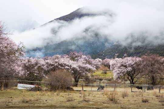 野桃花观赏圣地索松村101