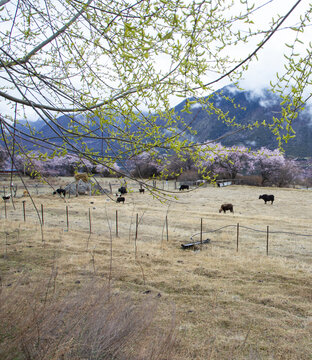 野桃花观赏圣地索松村105