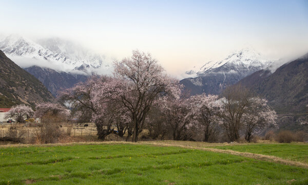 野桃花观赏圣地索松村109