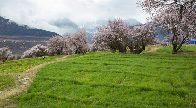 野桃花观赏圣地索松村126