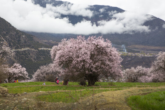 野桃花观赏圣地索松村130