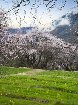 野桃花观赏圣地索松村132