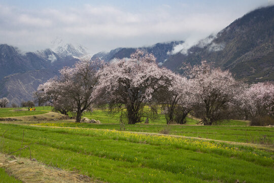 野桃花观赏圣地索松村135