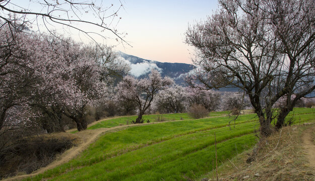 野桃花观赏圣地索松村142