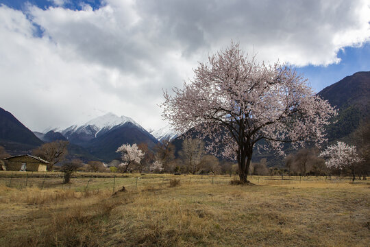 野桃花观赏圣地索松村148