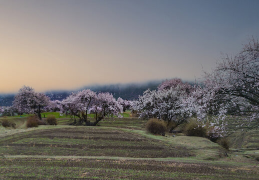 野桃花观赏圣地索松村161