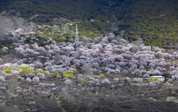 野桃花观赏圣地索松村182