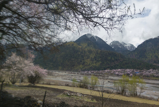 波密桃花沟风光62