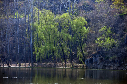 河岸柳树