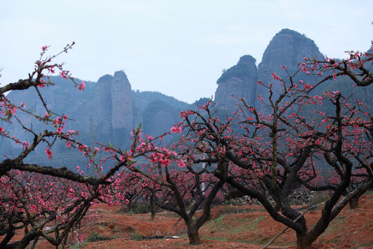 鹰嘴桃花