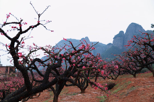 鹰嘴桃花