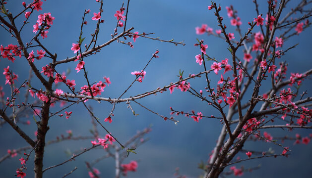 鹰嘴桃花