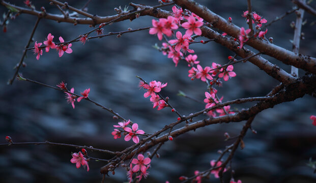 鹰嘴桃花