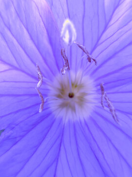夏天紫色花朵花蕊背景