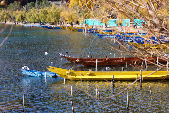 中国云南泸沽湖红嘴鸥和猪槽船