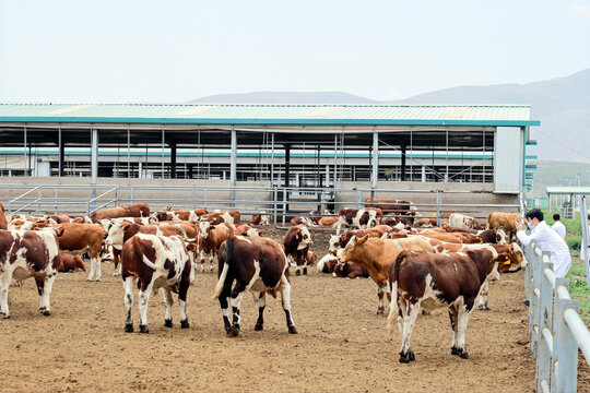 肉牛养殖基地