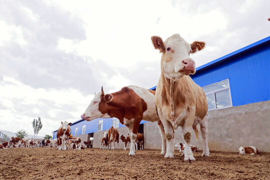 肉牛养殖基地