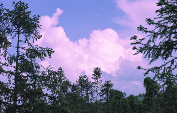 云和树