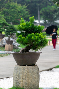 松柏艺术盆景