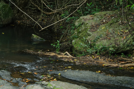 深圳马峦山郊野公园溪流