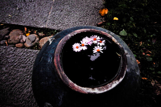水缸映花