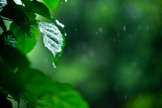 春雨绿叶