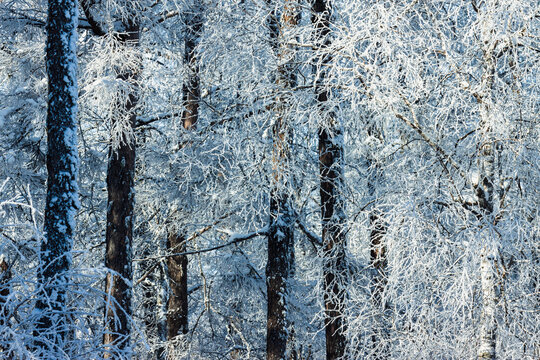 茂密森林冬季大雪雾凇