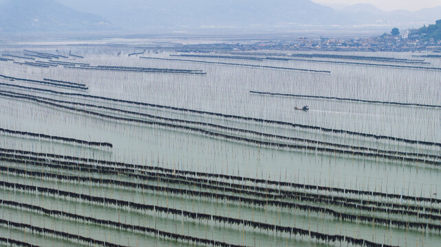 福建霞浦海洋养殖业海带紫菜