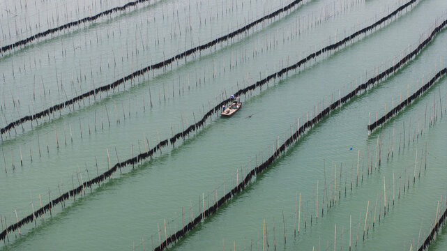 福建霞浦海洋养殖业海带紫菜