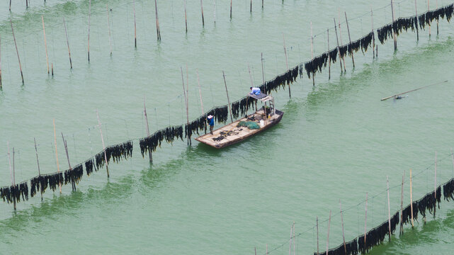 福建霞浦海洋养殖业海带紫菜