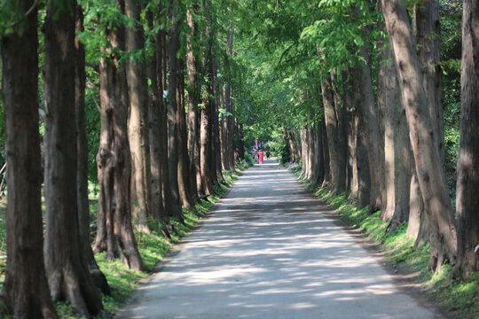 林中道路