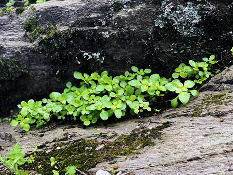 小草