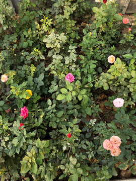 玫瑰花花园