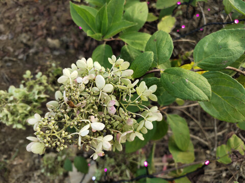 绣球荚蒾花