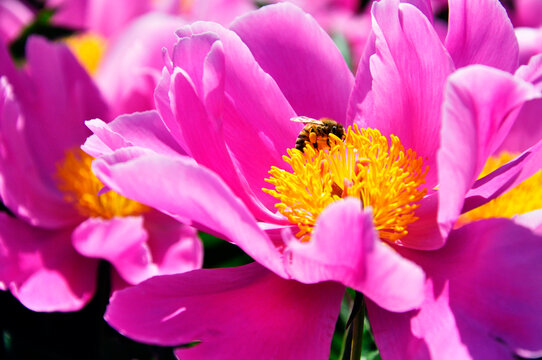 芍药花蜜蜂