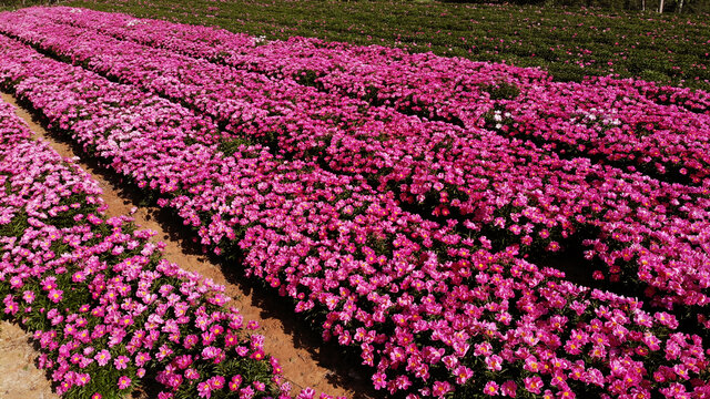 芍药花海