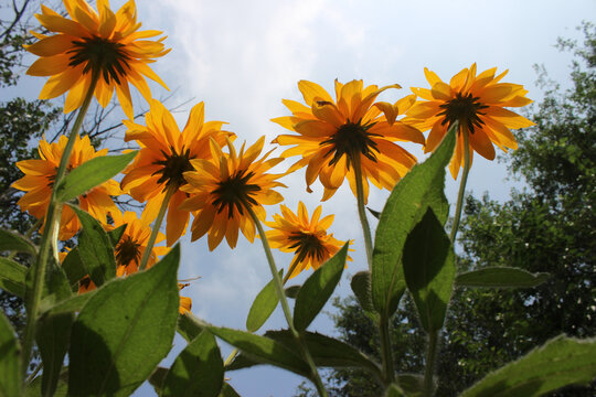 太阳花