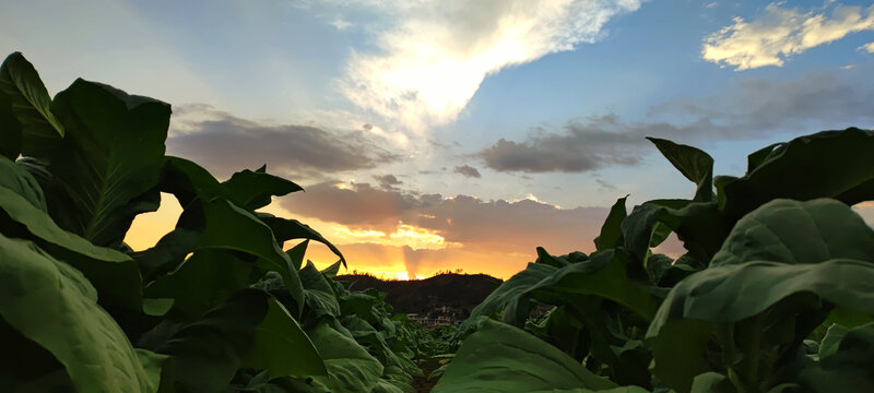 田野的夕阳