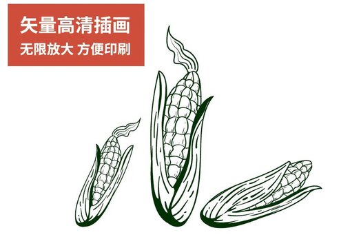 玉米包谷手绘线稿扁平矢量插画