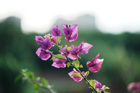 粉色花朵三角梅特写镜头