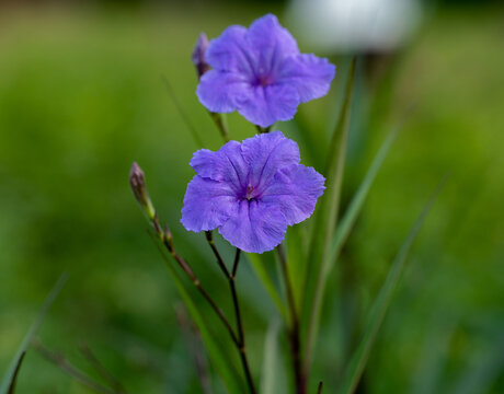 紫花植物蓝花草野外特写