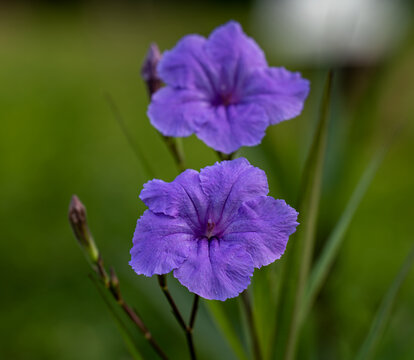 紫花植物蓝花草野外特写