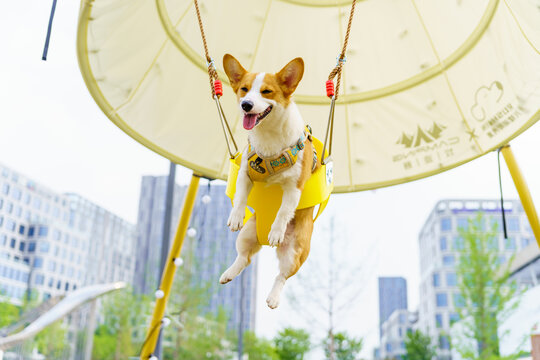 柯基犬可爱萌宠动物微笑治愈系