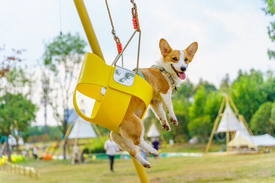 柯基犬可爱萌宠动物微笑治愈系