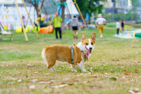 柯基犬可爱萌宠动物微笑治愈系