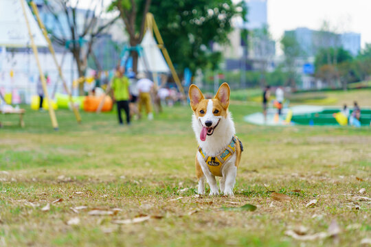 柯基犬可爱萌宠动物微笑治愈系