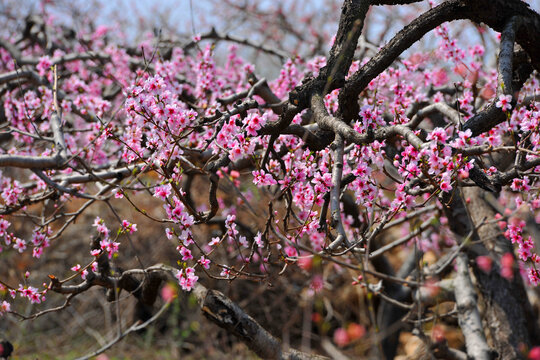 桃树桃花盛开