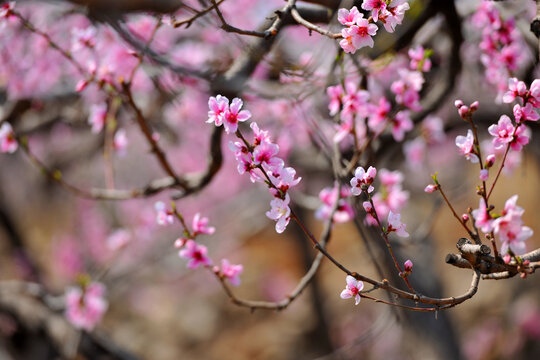 春天桃花盛开