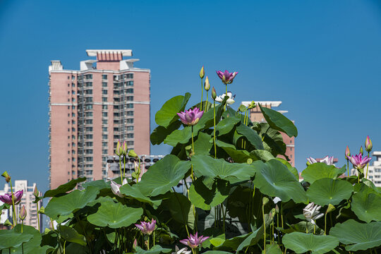 北京夏日风光